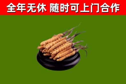 洛宁县回收冬虫夏草